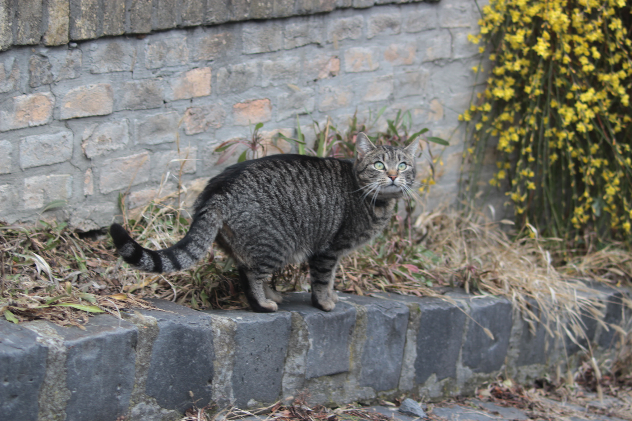 Canon EF 50-200mm f/3.5-4.5 sample photo. Friendly cat photography