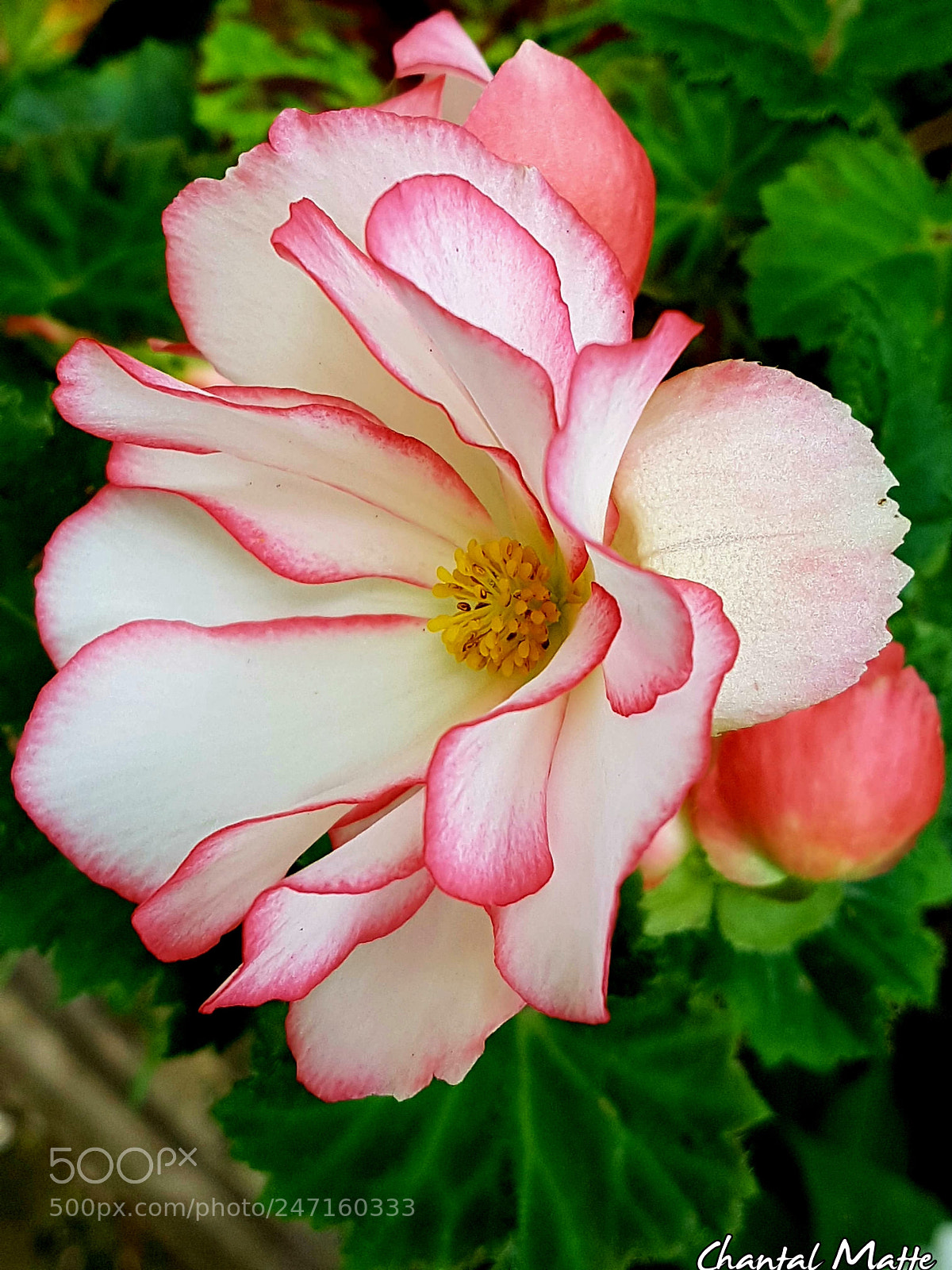 Samsung Galaxy S7 sample photo. Untitled photography