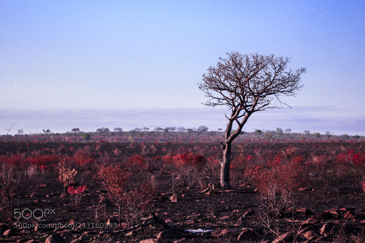 Canon EOS 600D (Rebel EOS T3i / EOS Kiss X5) sample photo. Southafrica photography