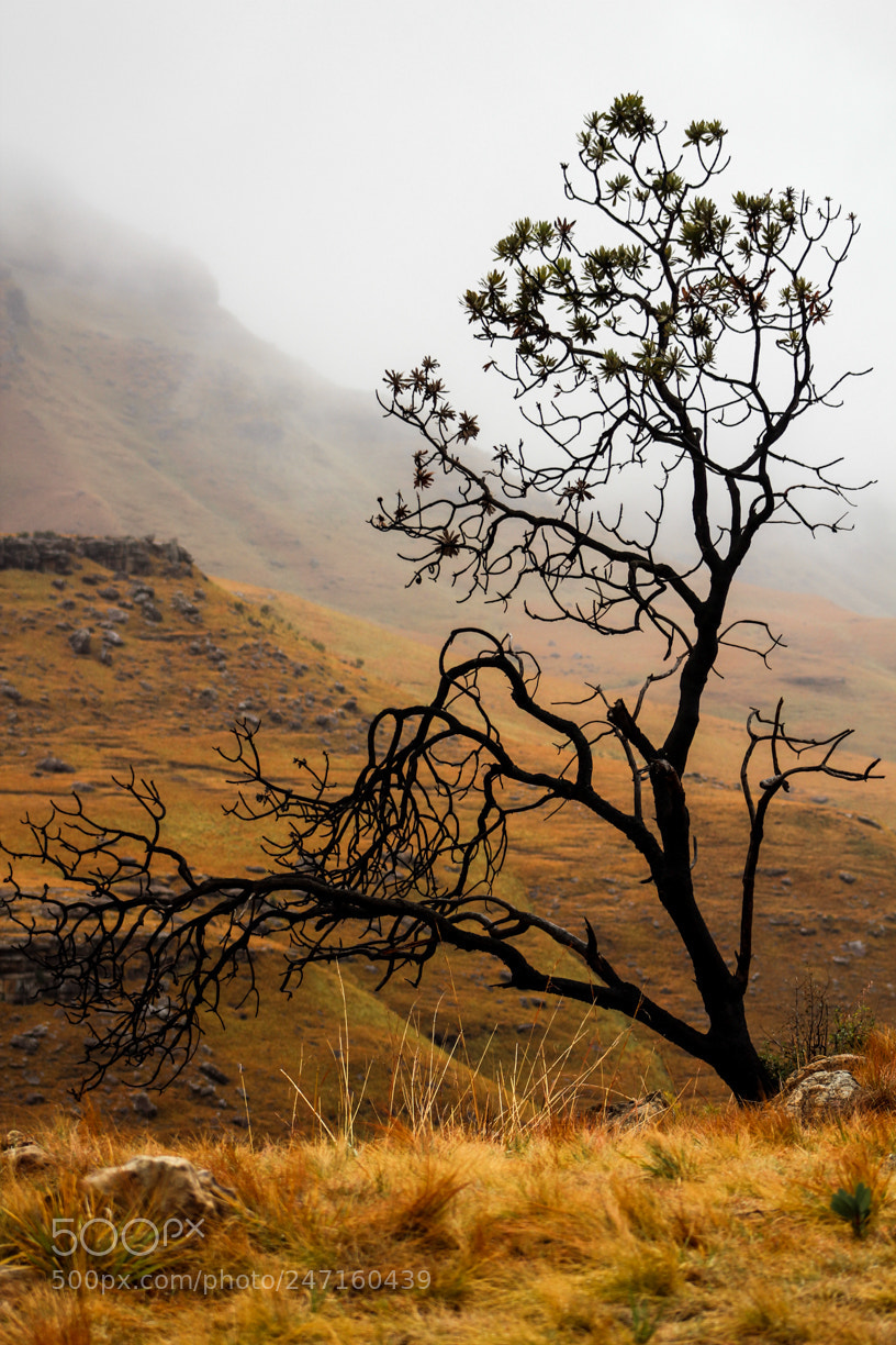 Canon EOS 600D (Rebel EOS T3i / EOS Kiss X5) sample photo. Southafrica photography