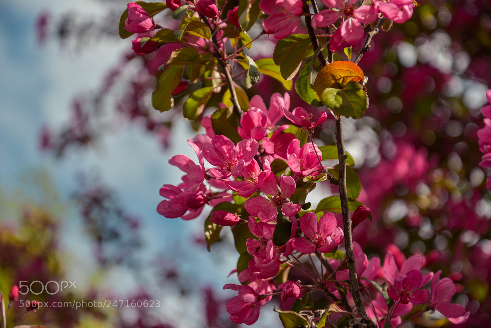 Nikon D600 sample photo. Untitled photography