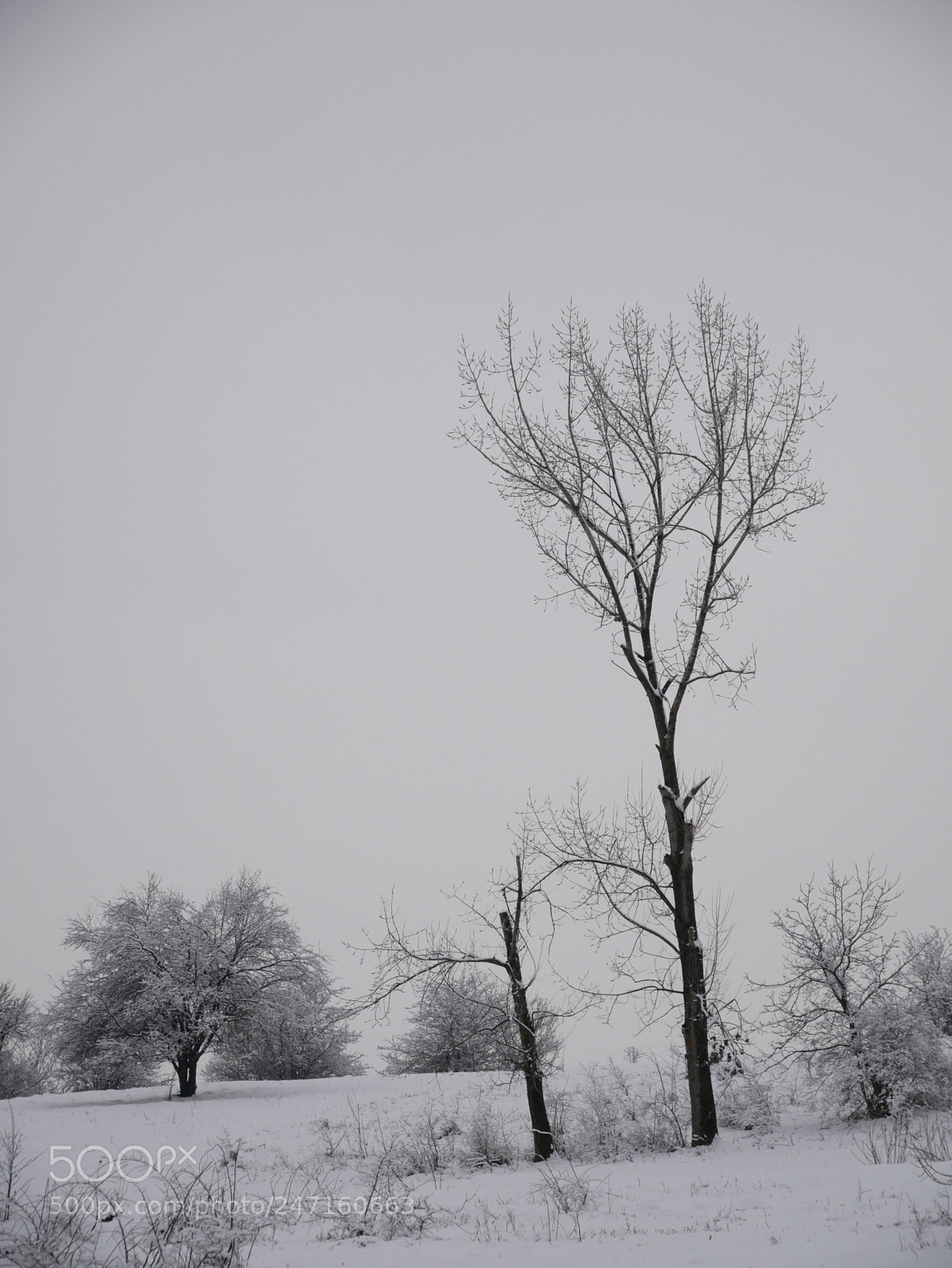 Panasonic DMC-G81 sample photo. Bleak winter day photography
