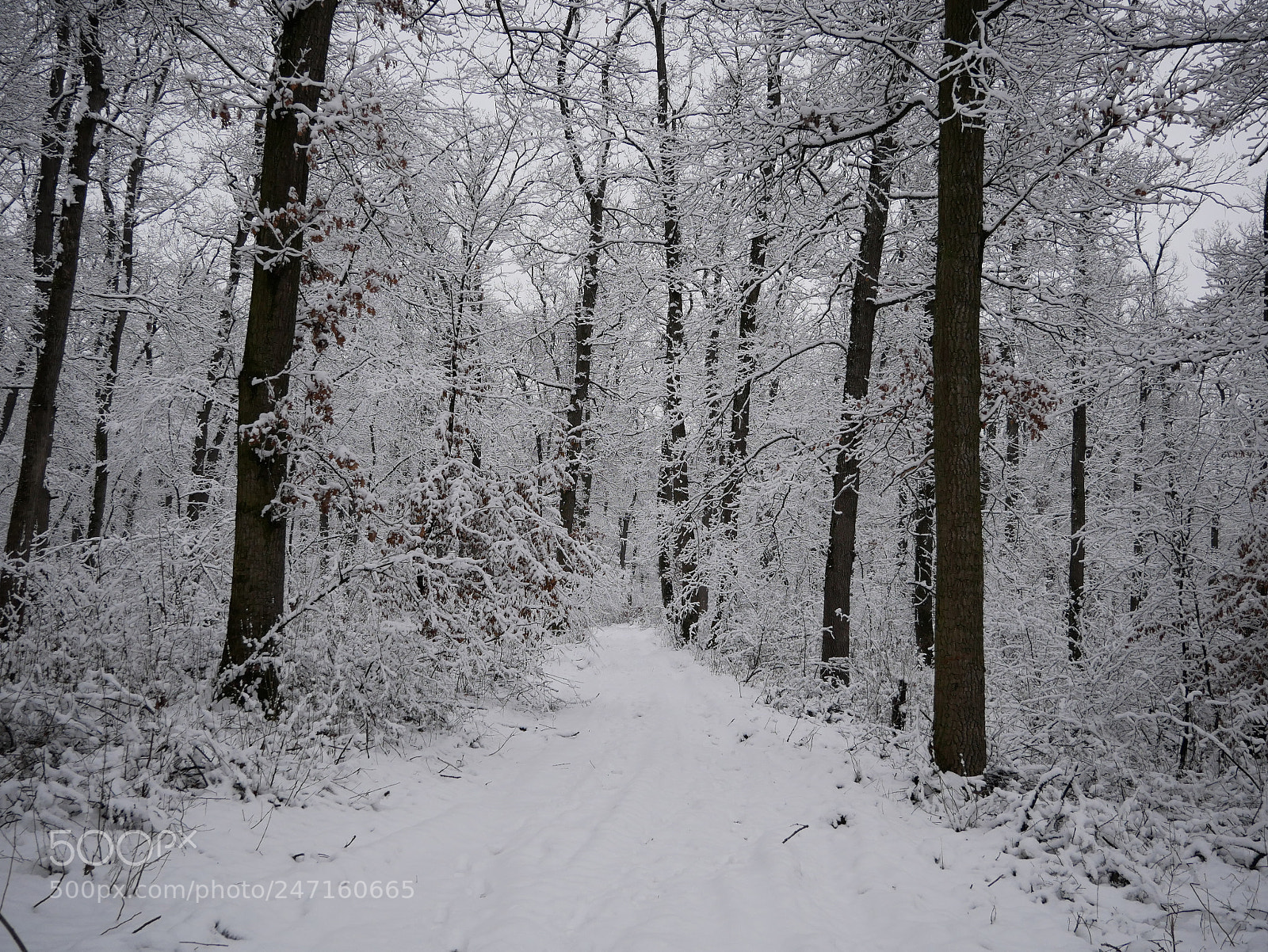 Panasonic DMC-G81 sample photo. White forest photography