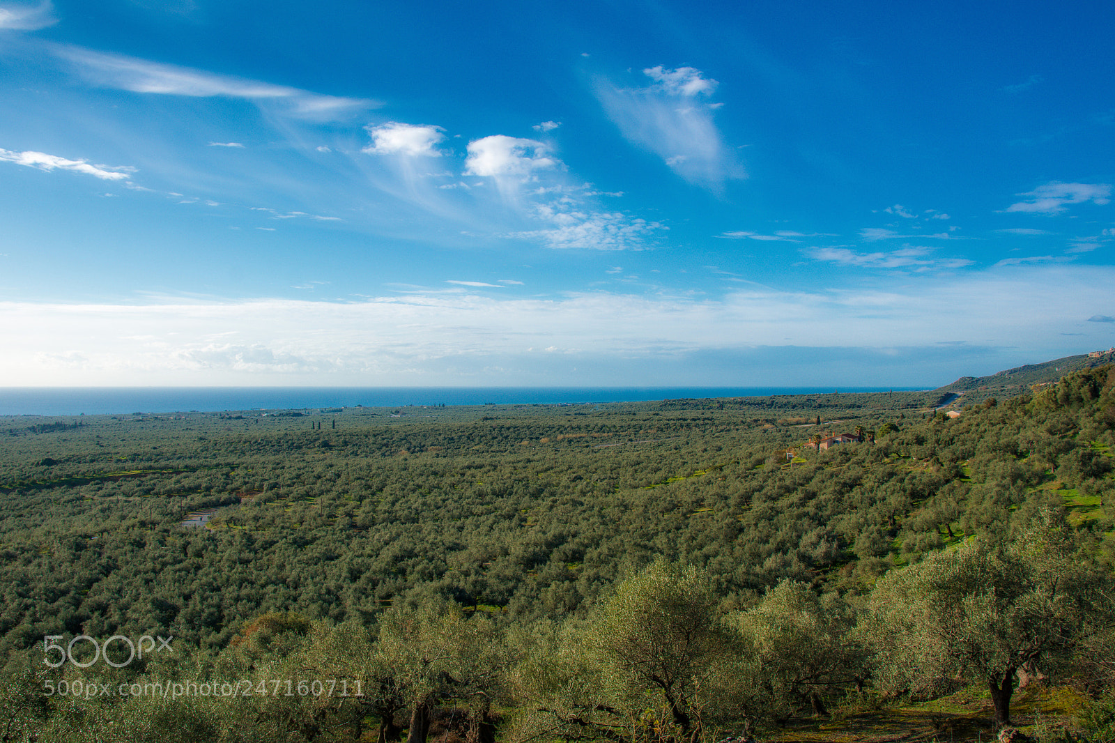 Nikon D7100 sample photo. Olive field photography