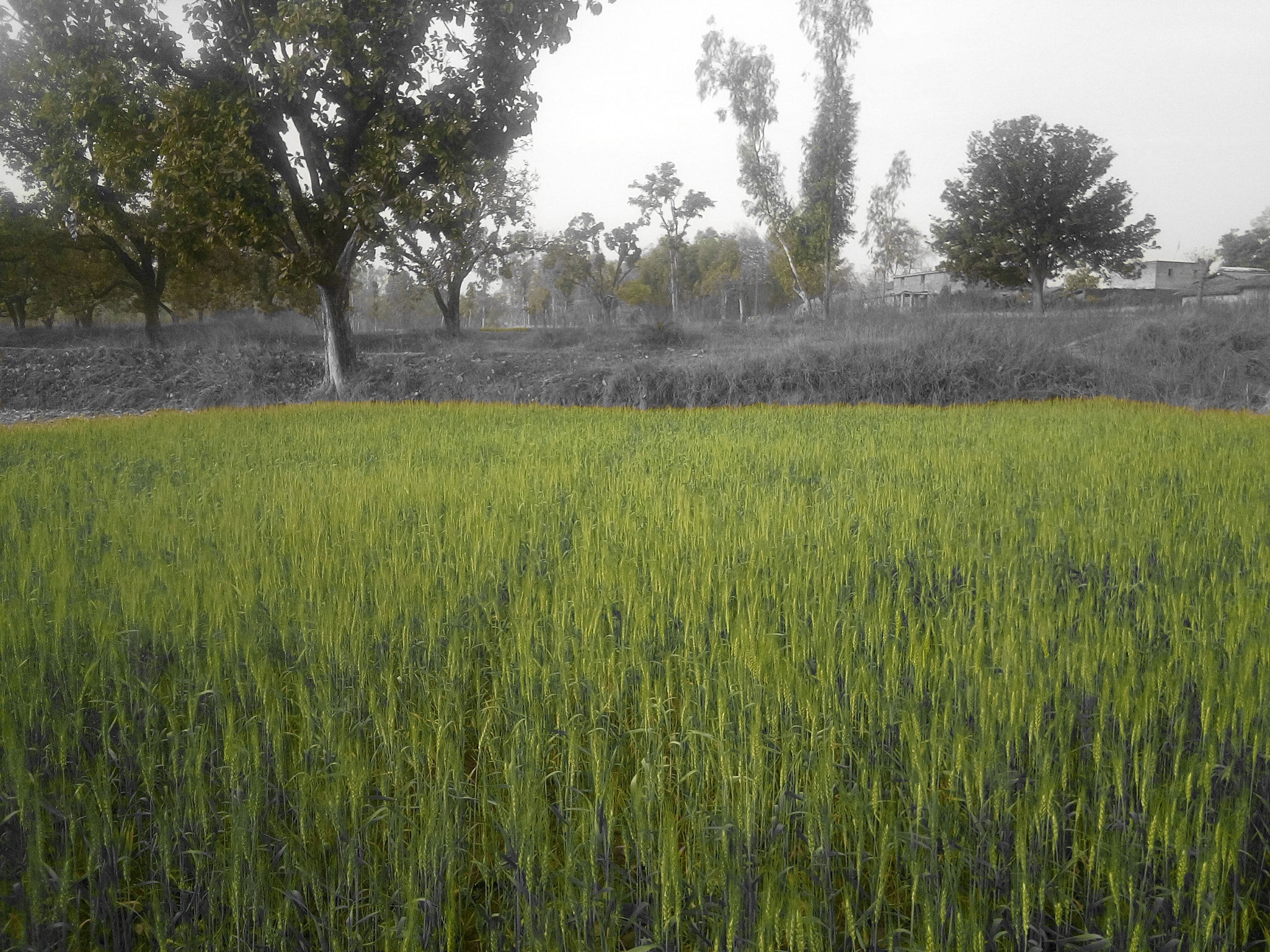vivo Y31i sample photo. Wheat field photography