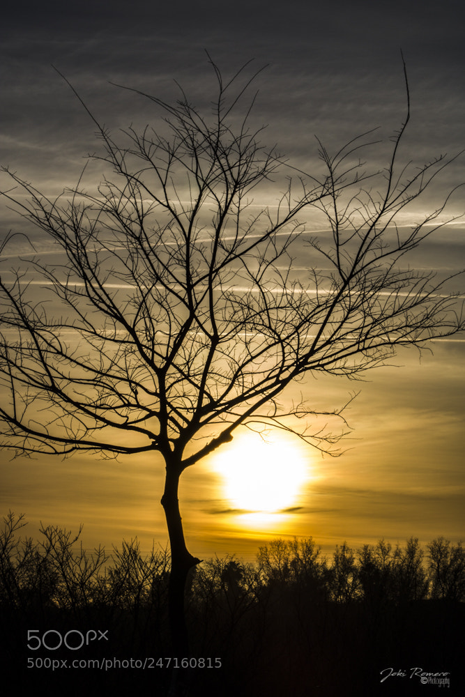 Canon EOS 750D (EOS Rebel T6i / EOS Kiss X8i) sample photo. Dawn behind the tree photography