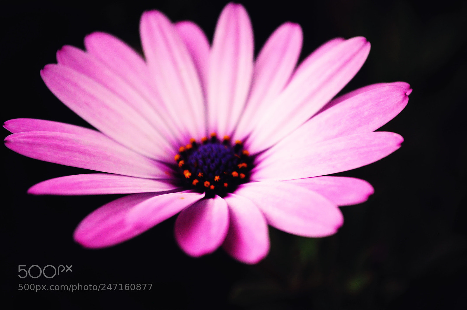 Nikon D5000 sample photo. Flor purpura photography
