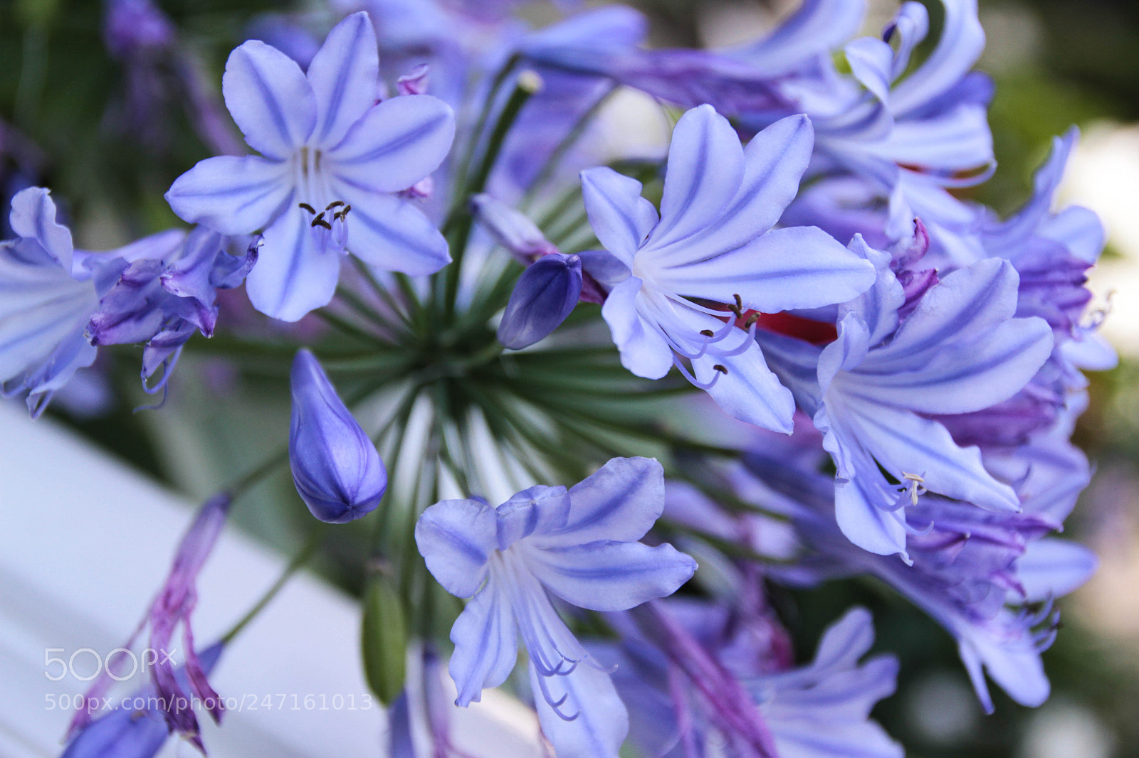 Canon EOS 7D sample photo. Jardins de metis photography