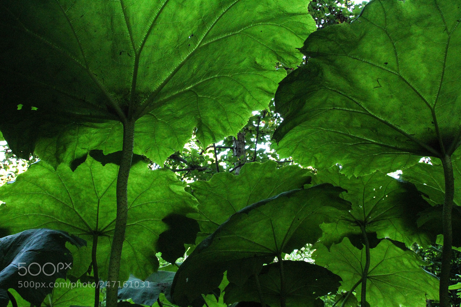 Canon EOS 7D sample photo. Jardins de metis photography