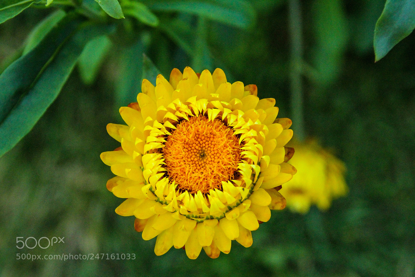 Canon EOS 7D sample photo. Jardins de metis photography