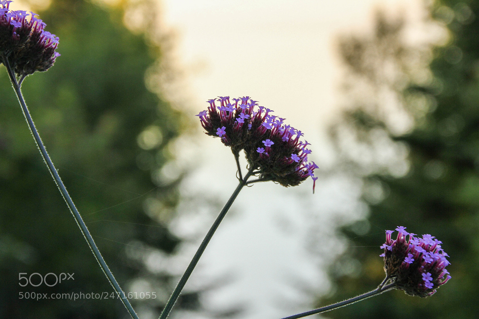Canon EOS 7D sample photo. Jardins de metis photography