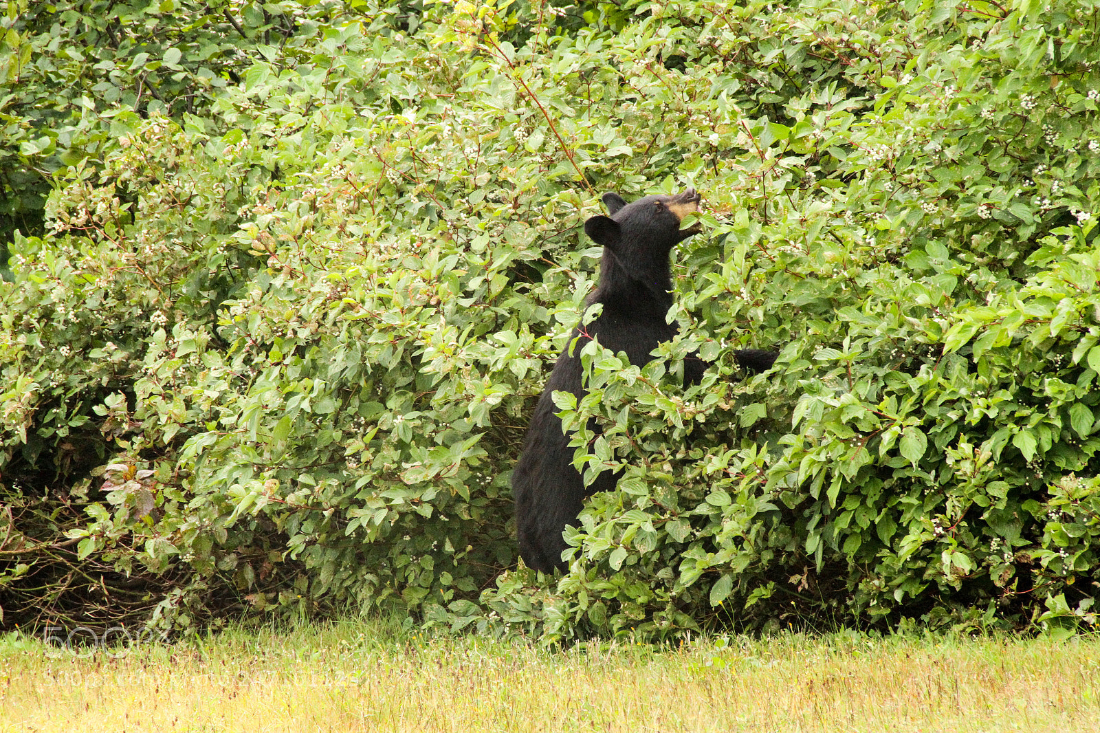 Canon EOS 7D sample photo. Ours du parc national photography