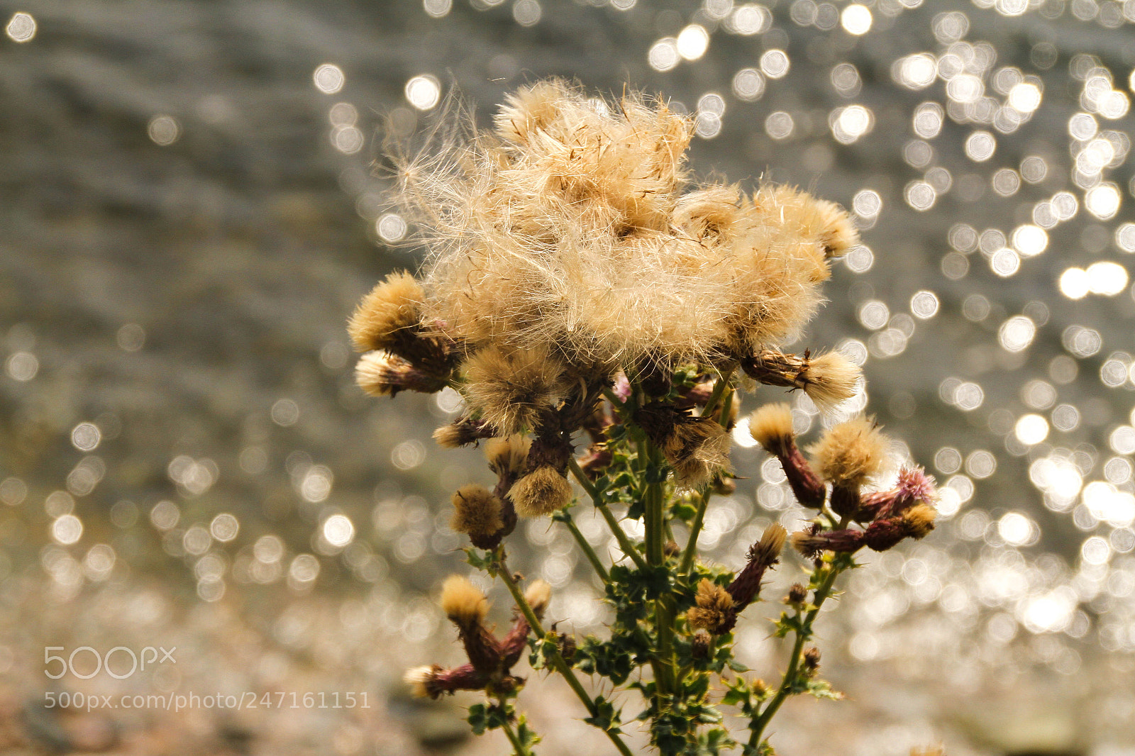 Canon EOS 7D sample photo. Img photography