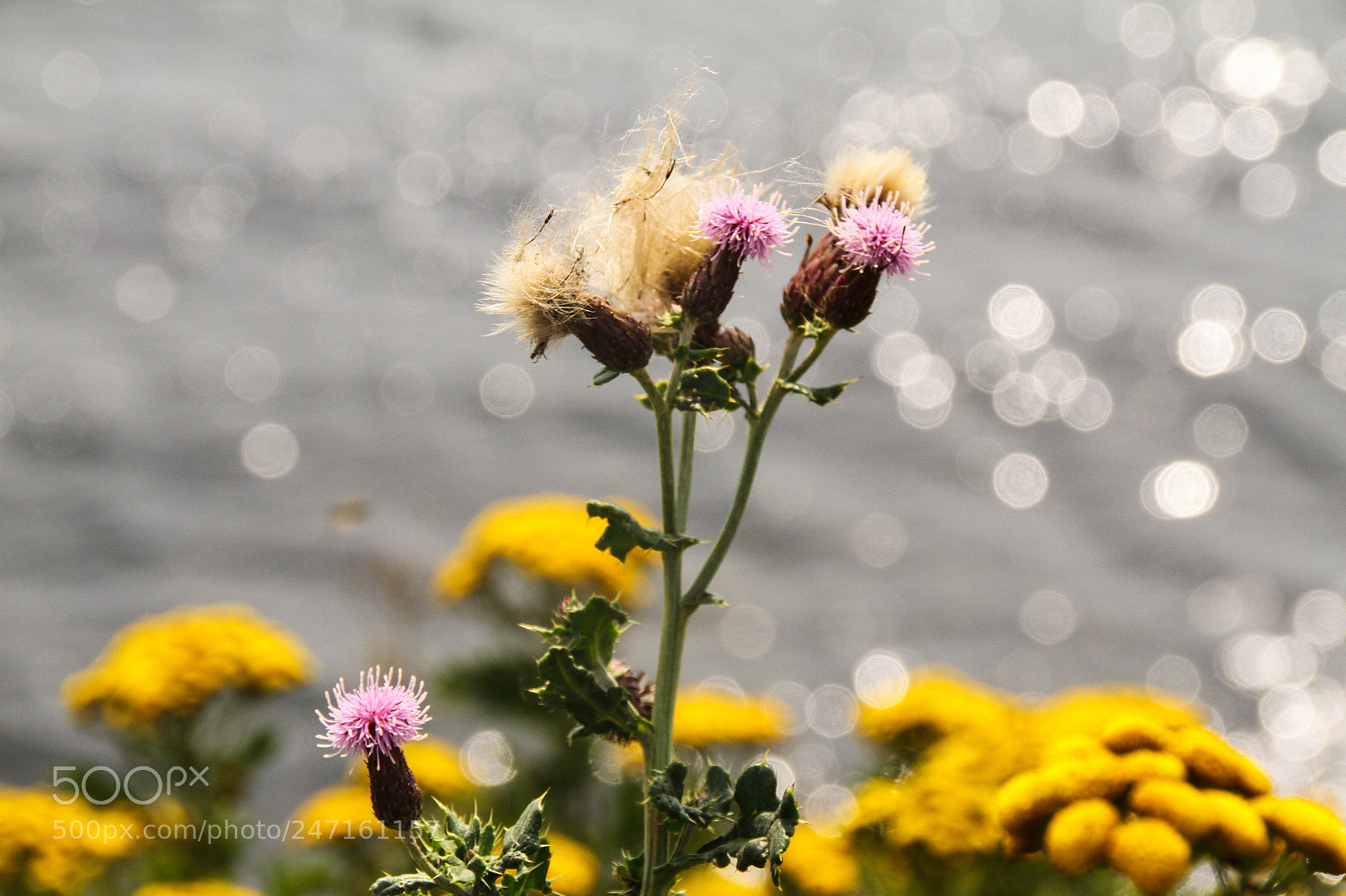 Canon EOS 7D sample photo. Img photography