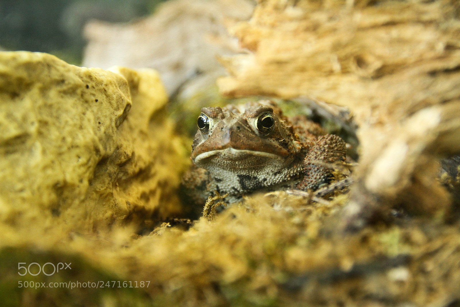 Canon EOS 7D sample photo. Img photography