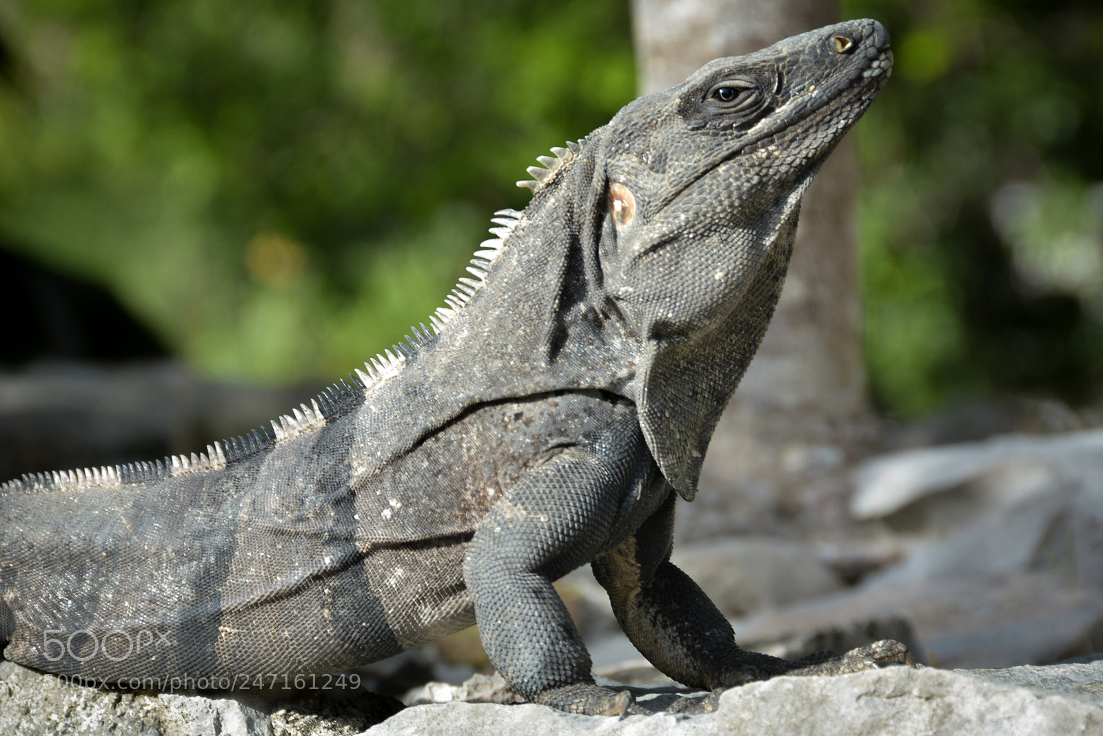 Nikon D7100 sample photo. Iguane photography