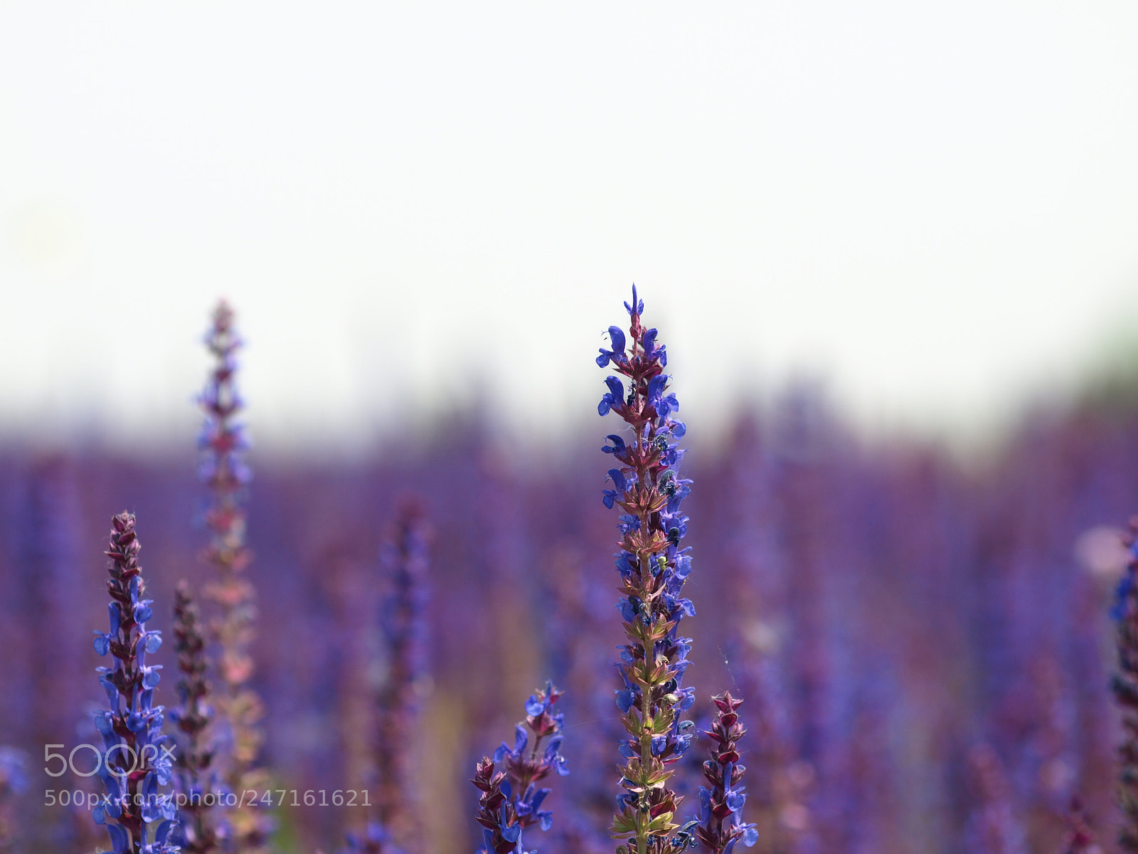 Olympus E-510 (EVOLT E-510) sample photo. Lavender photography