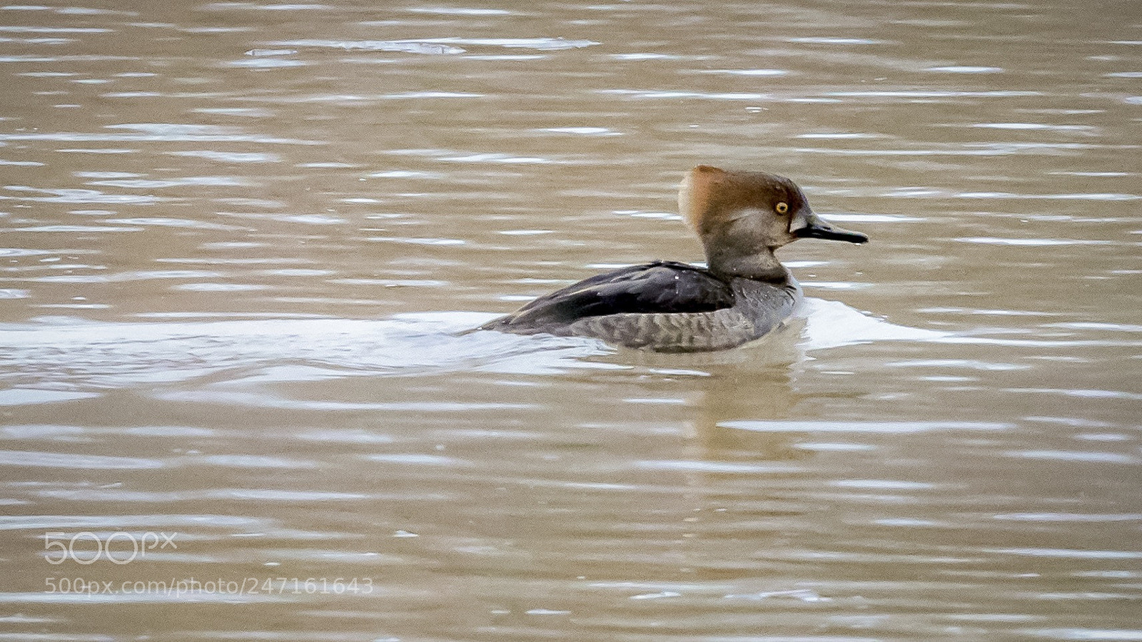 Canon EOS 5DS R sample photo. Hooded mergans photography