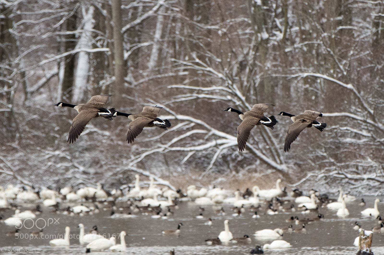 Canon EOS-1D X Mark II sample photo. Ducks and swans photography