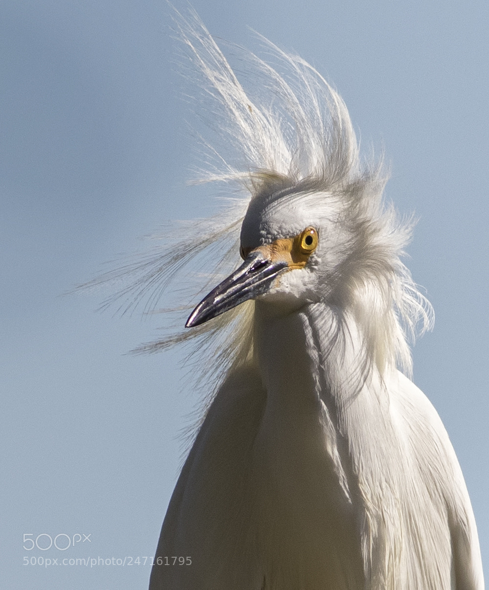Canon EOS 7D Mark II sample photo. Egret on a windy photography