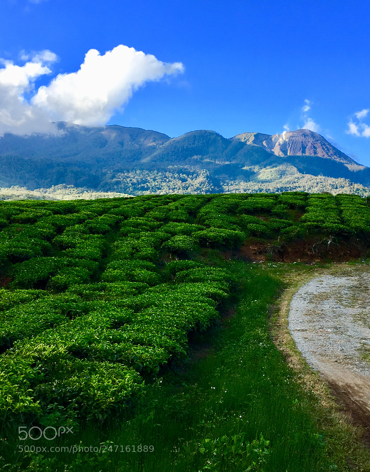 Apple iPhone 6s Plus sample photo. Tea plantation at the photography