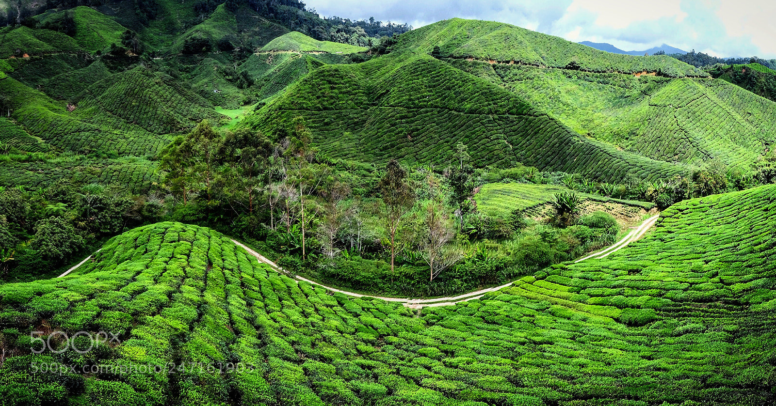 Fujifilm X-T10 sample photo. Tea plantation in cameron photography