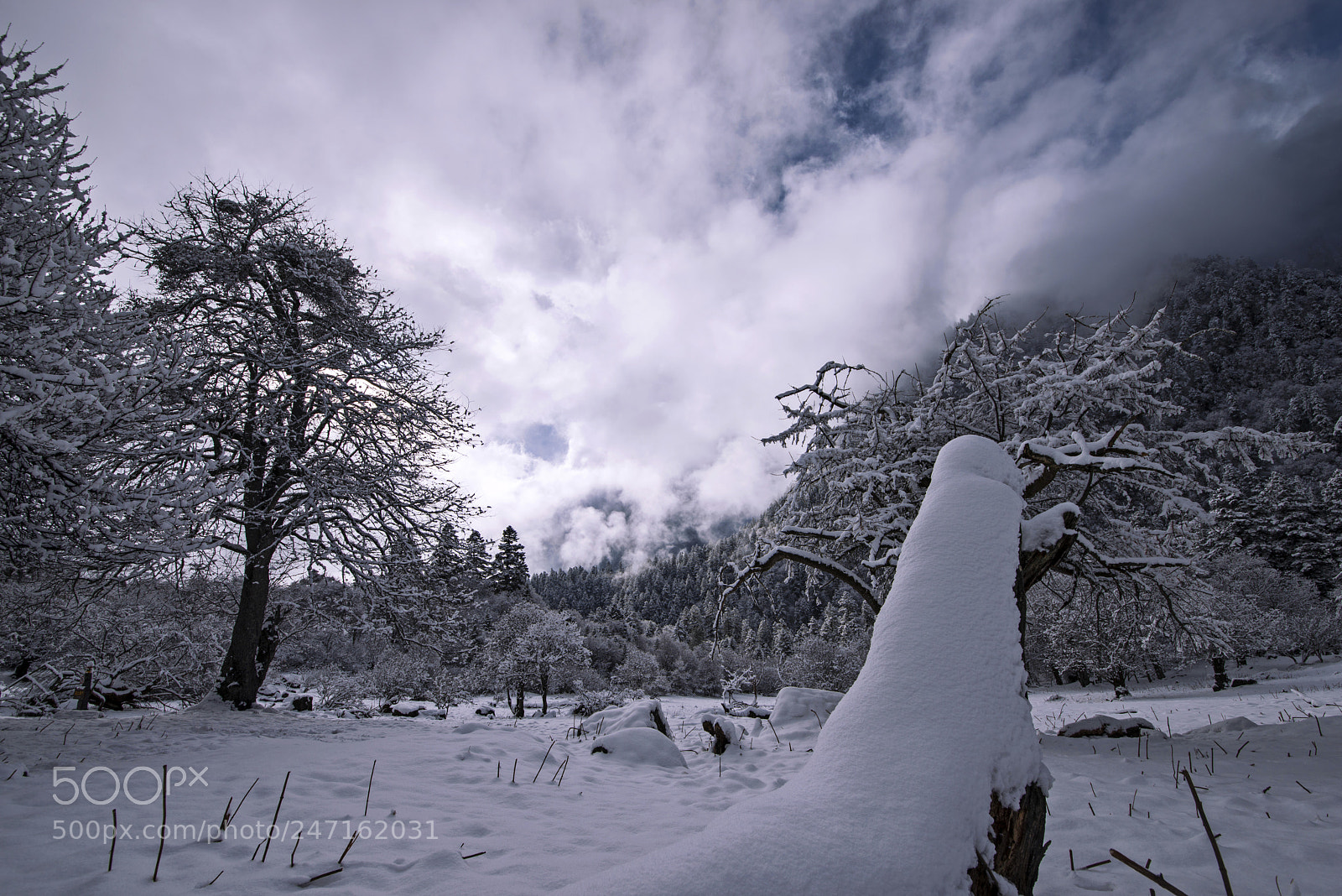 Nikon D800 sample photo. Snow photography