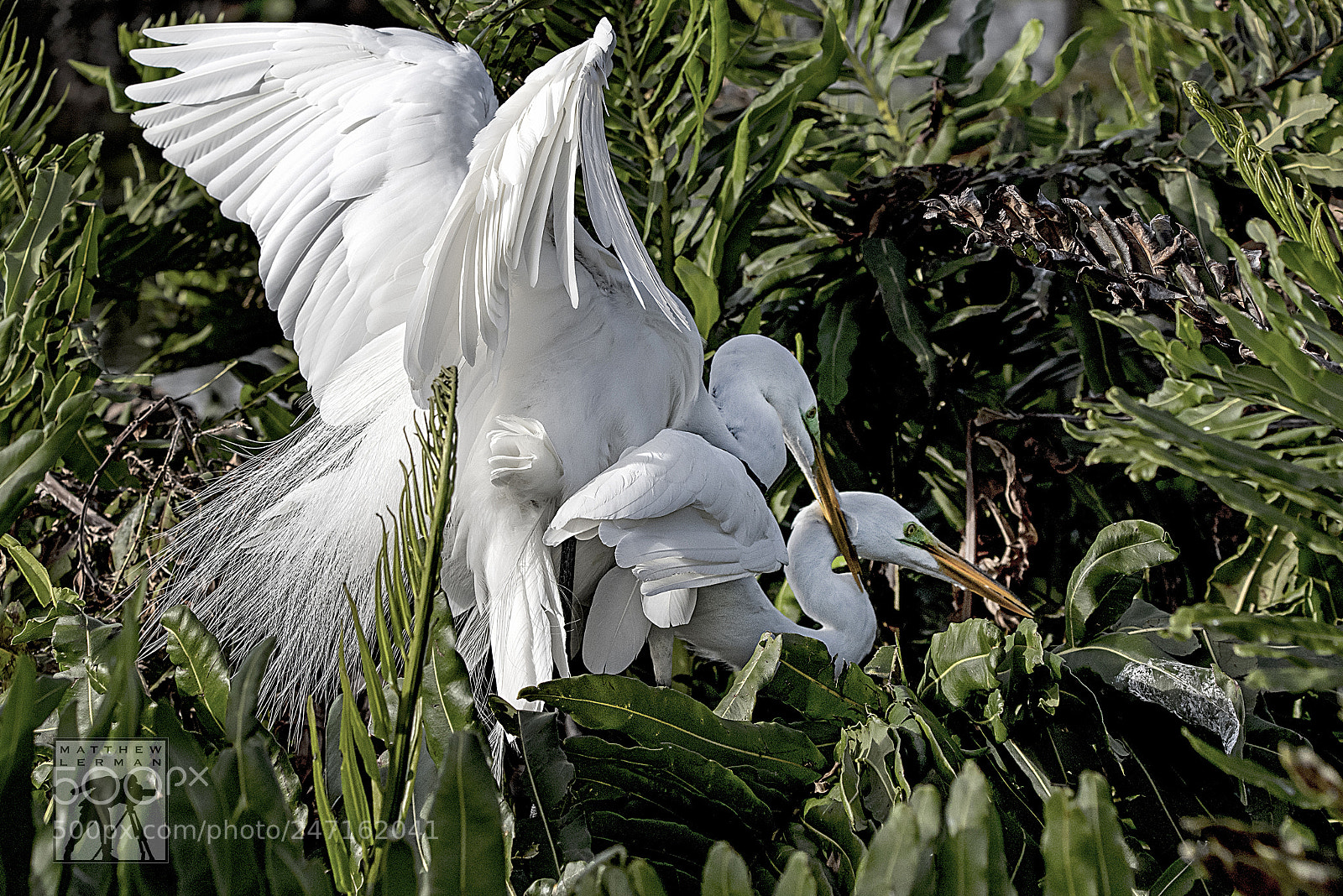 Nikon D810 sample photo. Copulation photography