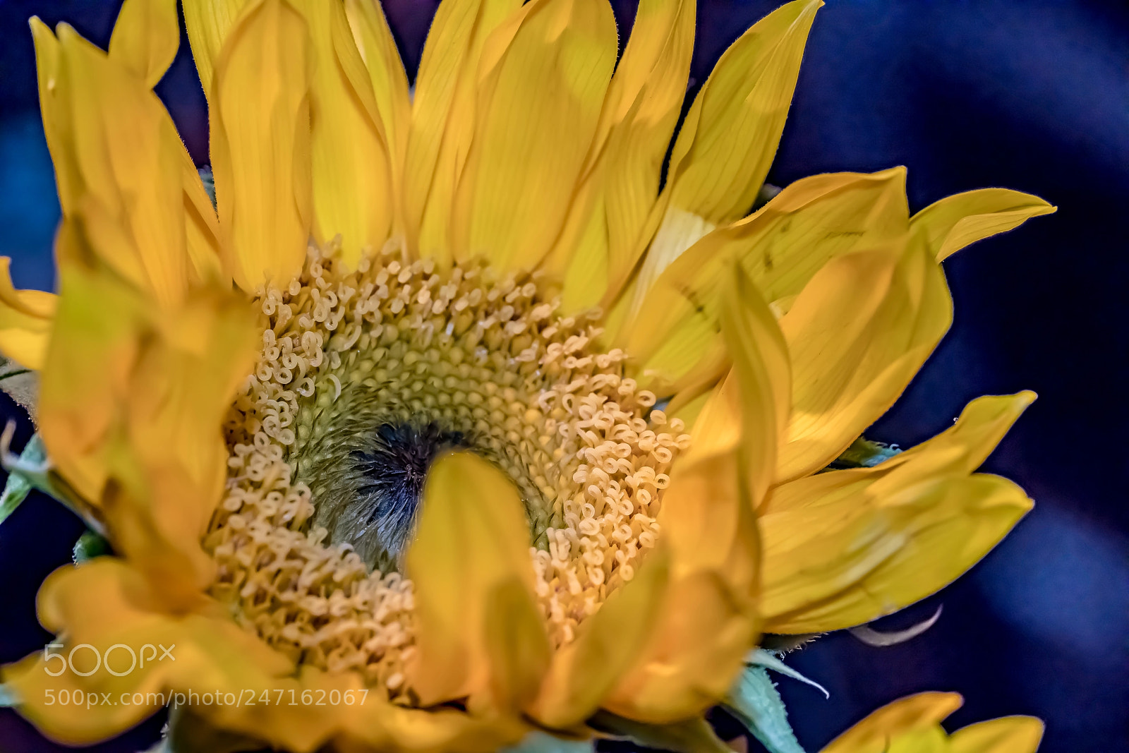 Sony a7R II sample photo. Elation photography