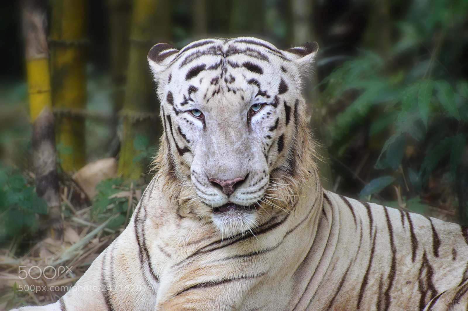 Nikon D3200 sample photo. Stunning mr. white tiger photography