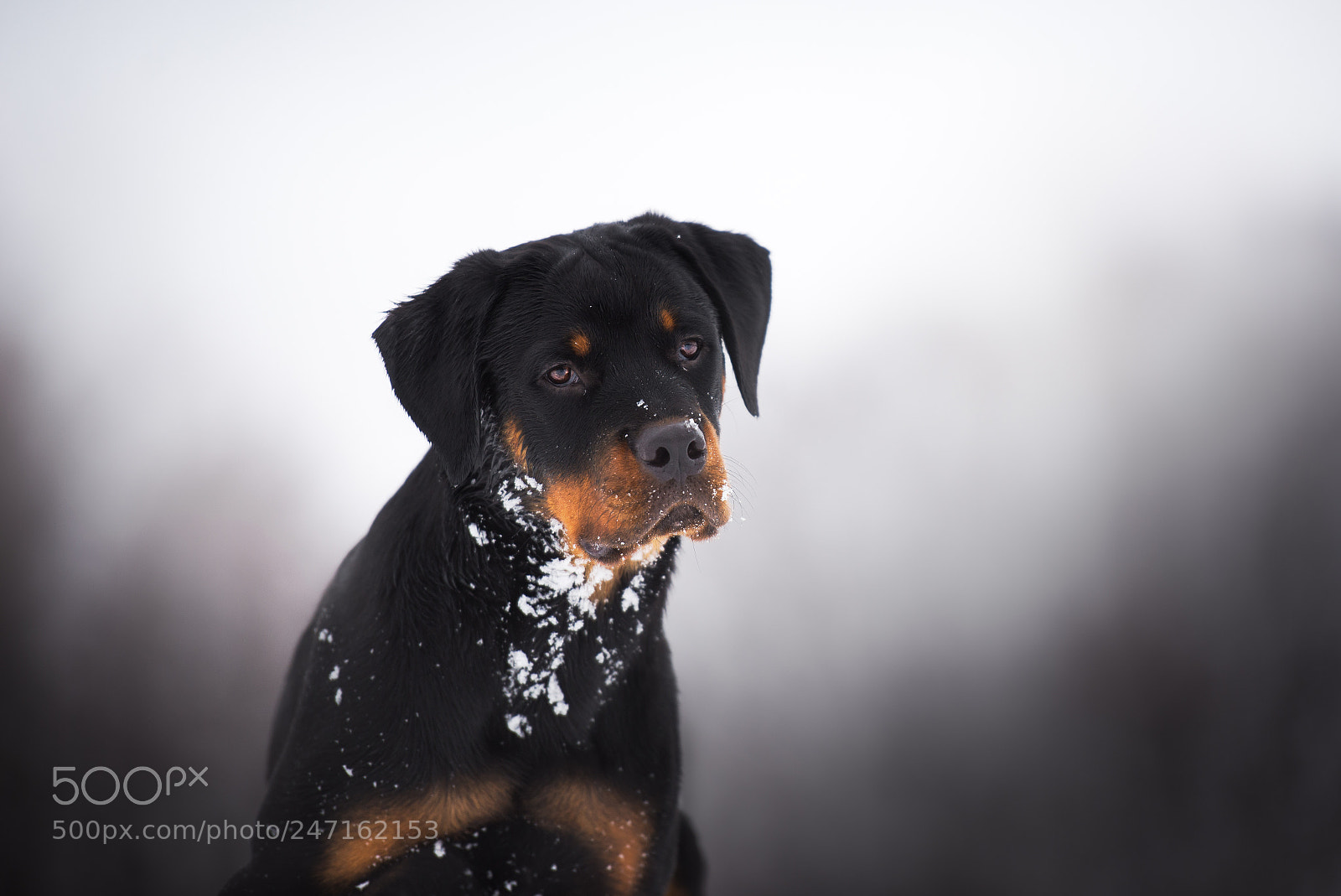 Nikon D610 sample photo. Little puppy? photography