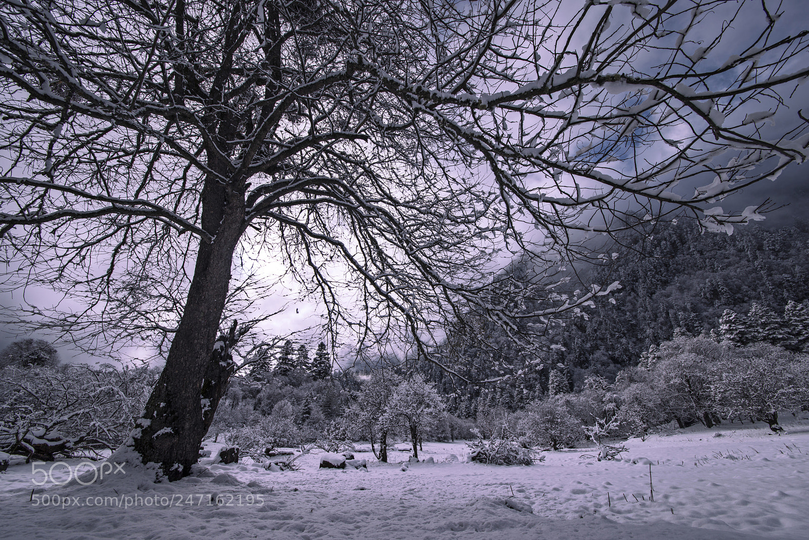 Nikon D800 sample photo. Snow photography