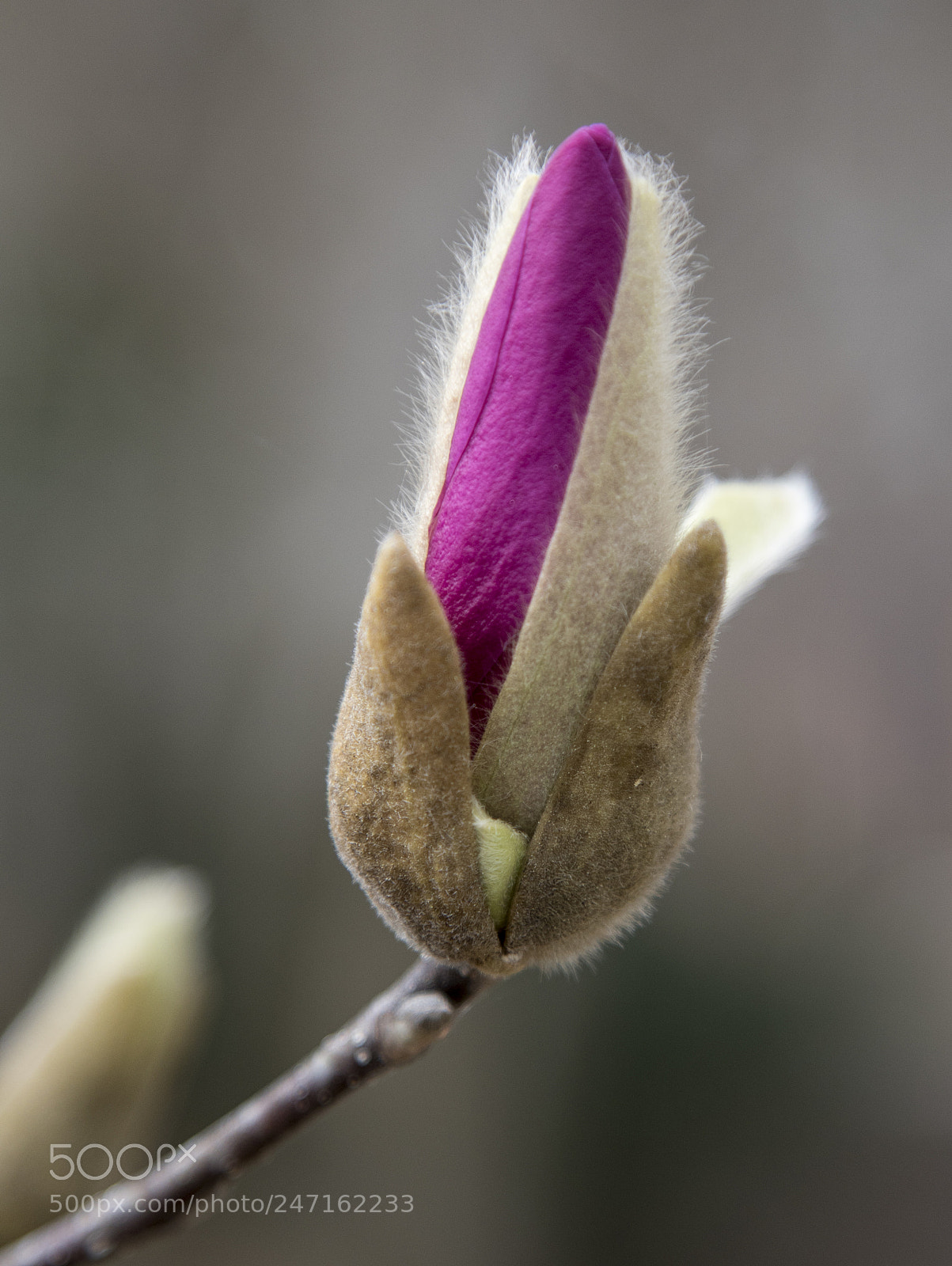 Canon EOS 7D Mark II sample photo. Spring bud photography