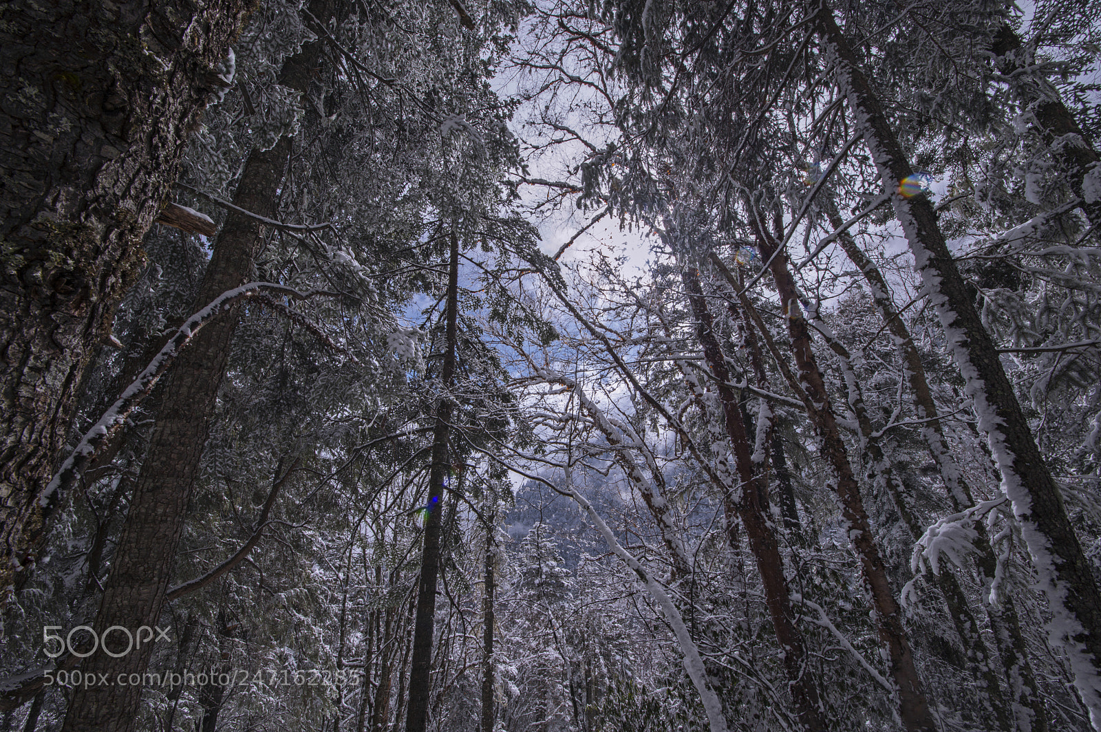 Nikon D800 sample photo. Snow photography