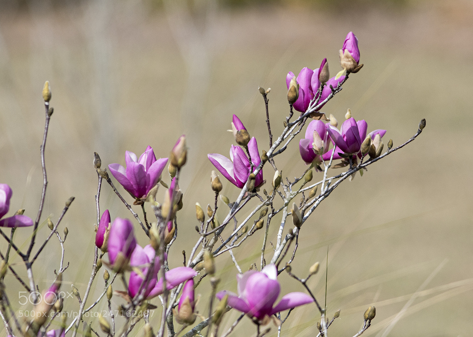 Canon EOS 7D Mark II sample photo. Spring flowers photography