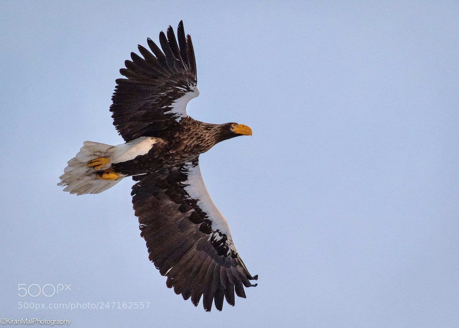 Canon EOS 7D Mark II sample photo. Steller sea eagle photography