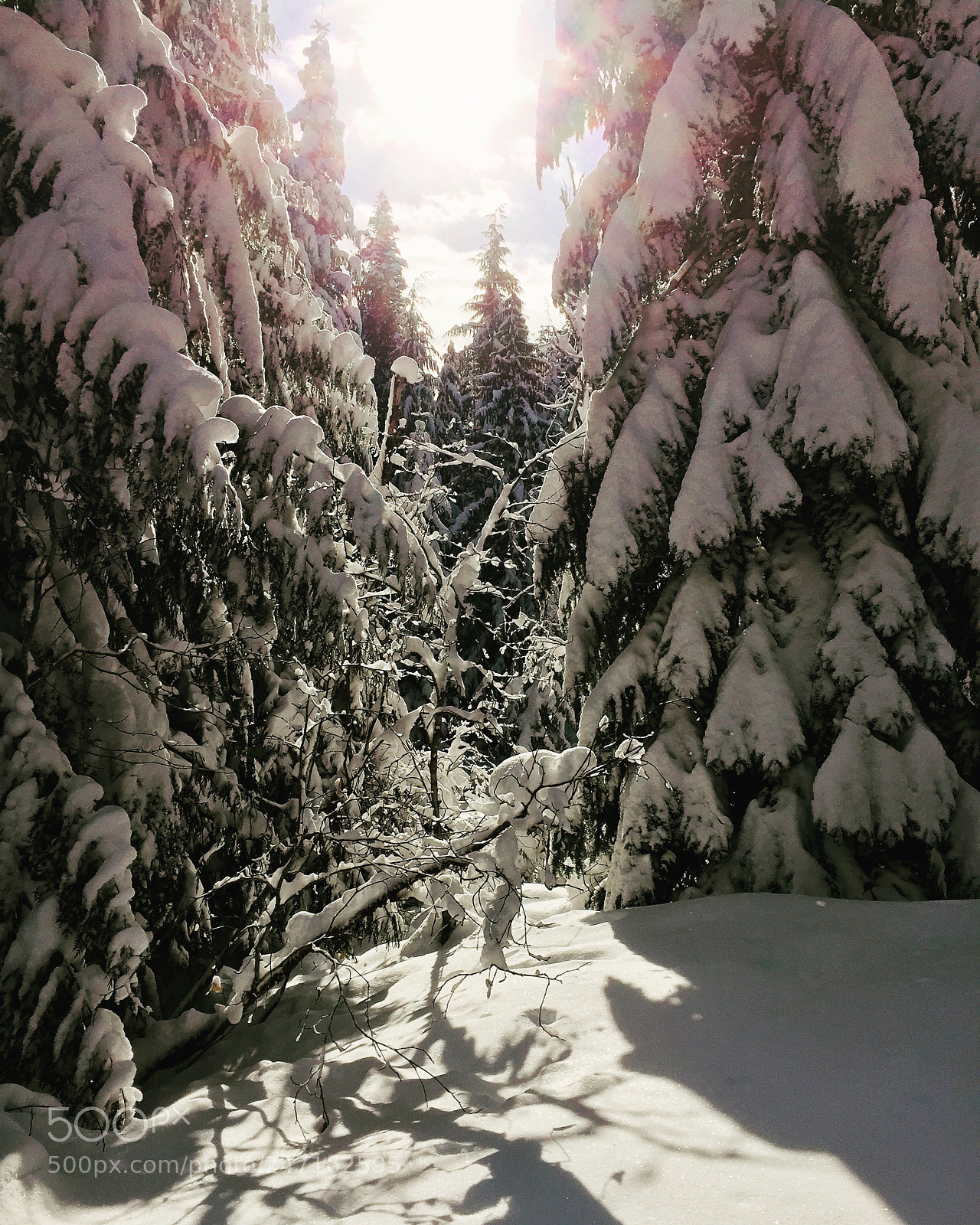 Apple iPhone 6 sample photo. Winter in oregon! photography