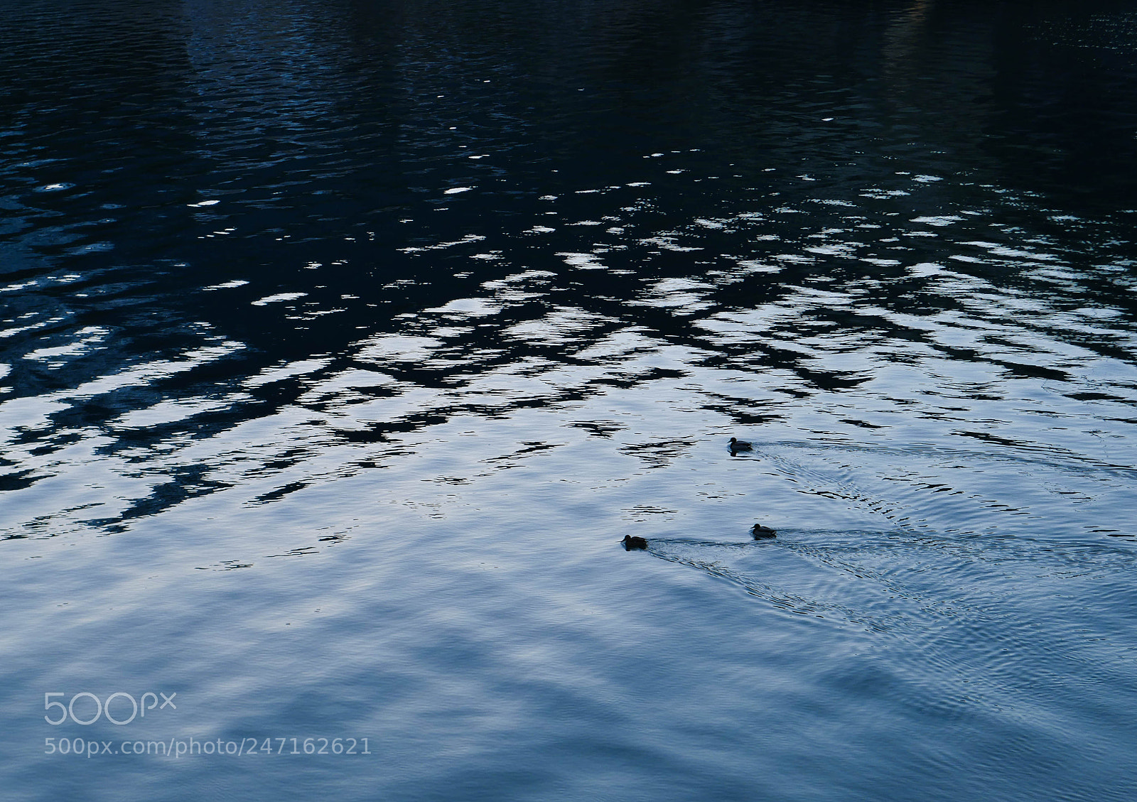 Panasonic Lumix DMC-G7 sample photo. Ducks photography