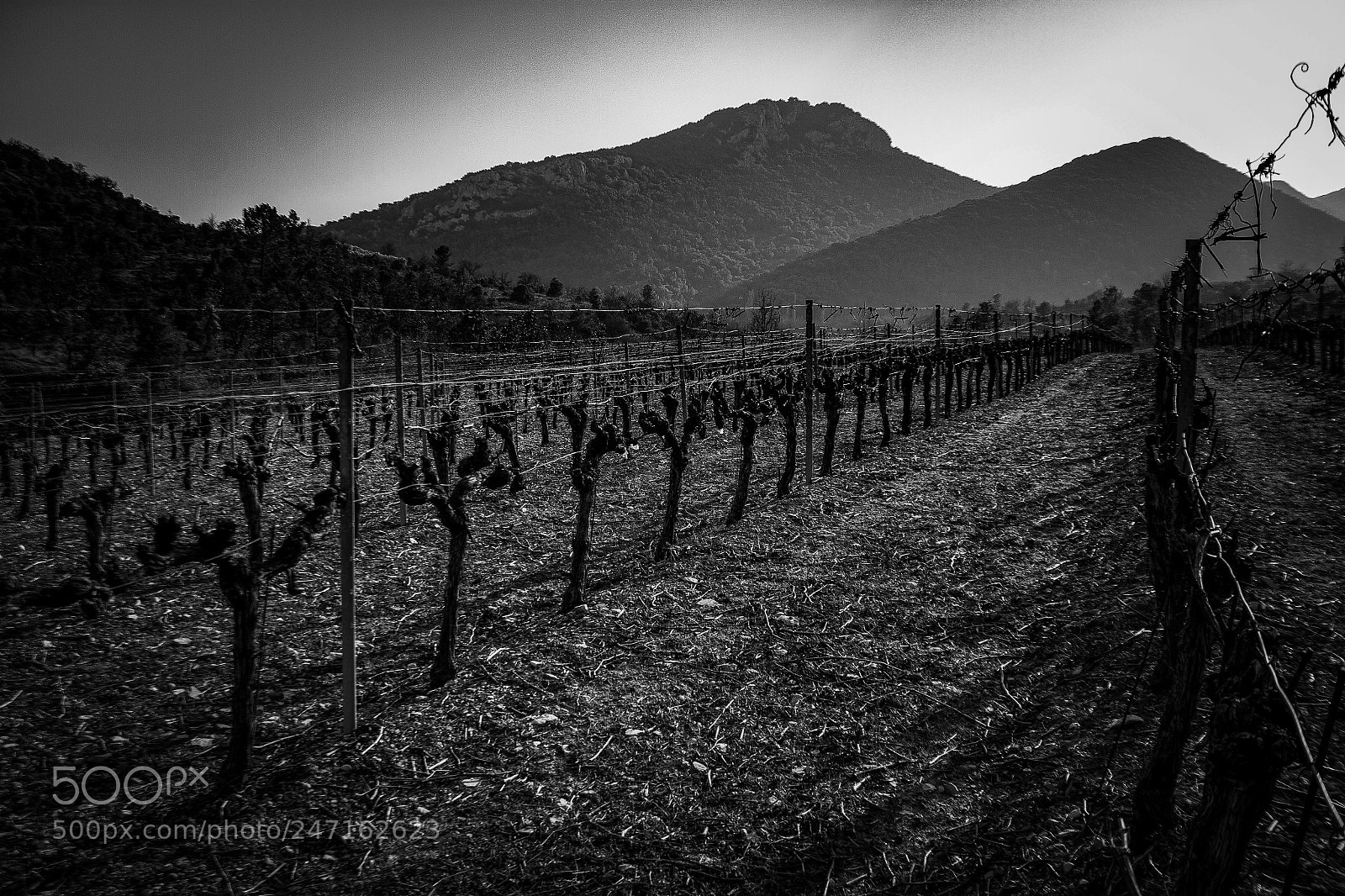 Canon EOS 550D (EOS Rebel T2i / EOS Kiss X4) sample photo. Vineyards ii photography
