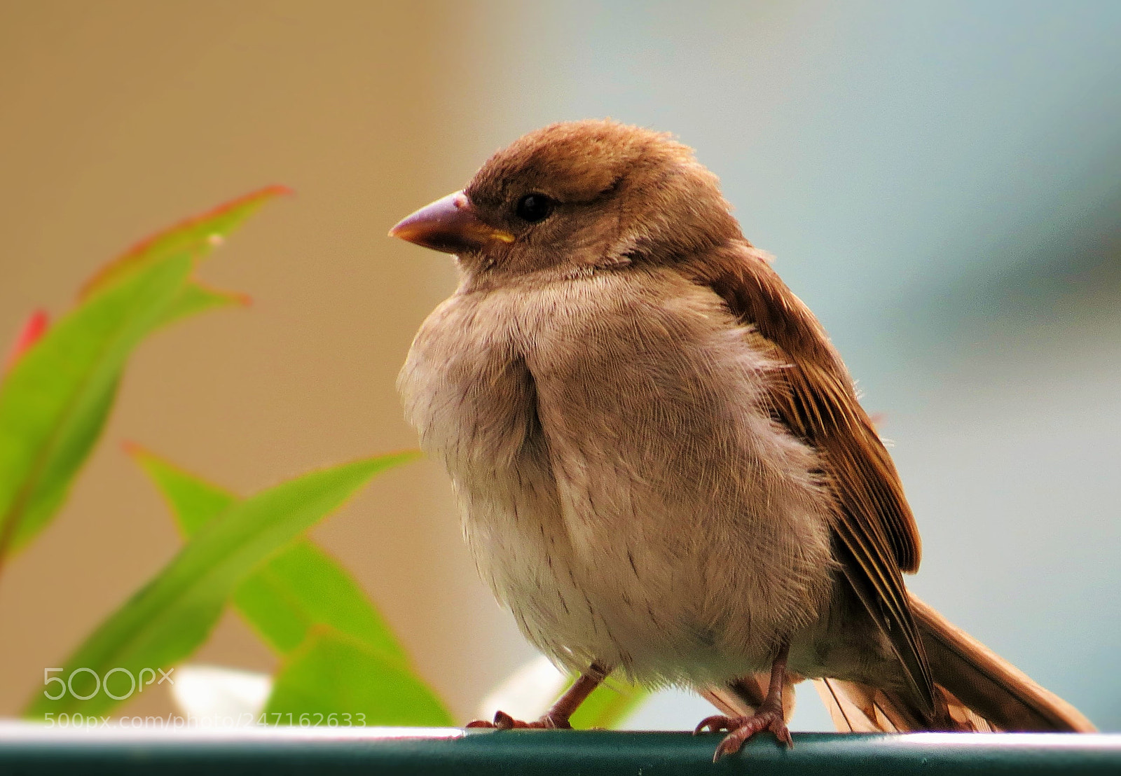 Canon PowerShot SX50 HS sample photo. Little sparrow () photography