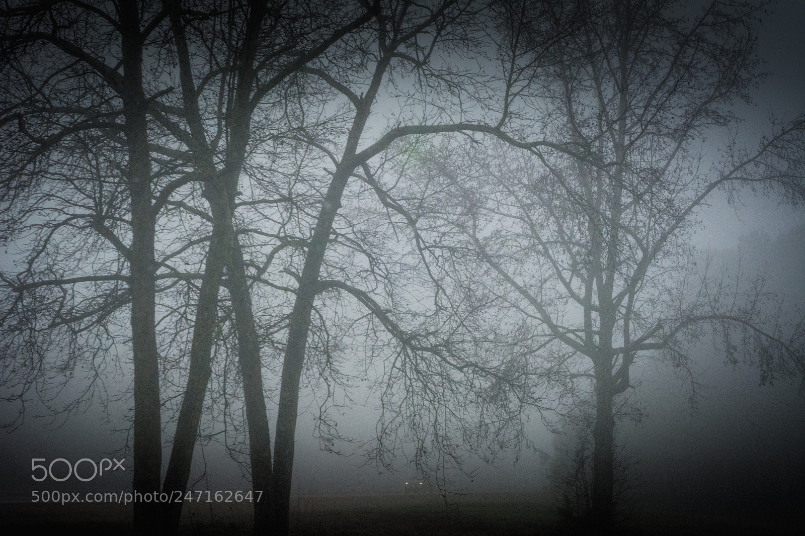 Nikon D7100 sample photo. Fog, trees, car photography