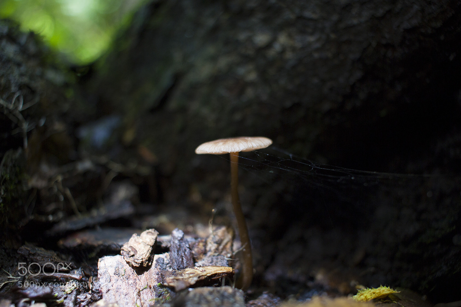 Canon EOS 600D (Rebel EOS T3i / EOS Kiss X5) sample photo. Hidden mushroom photography