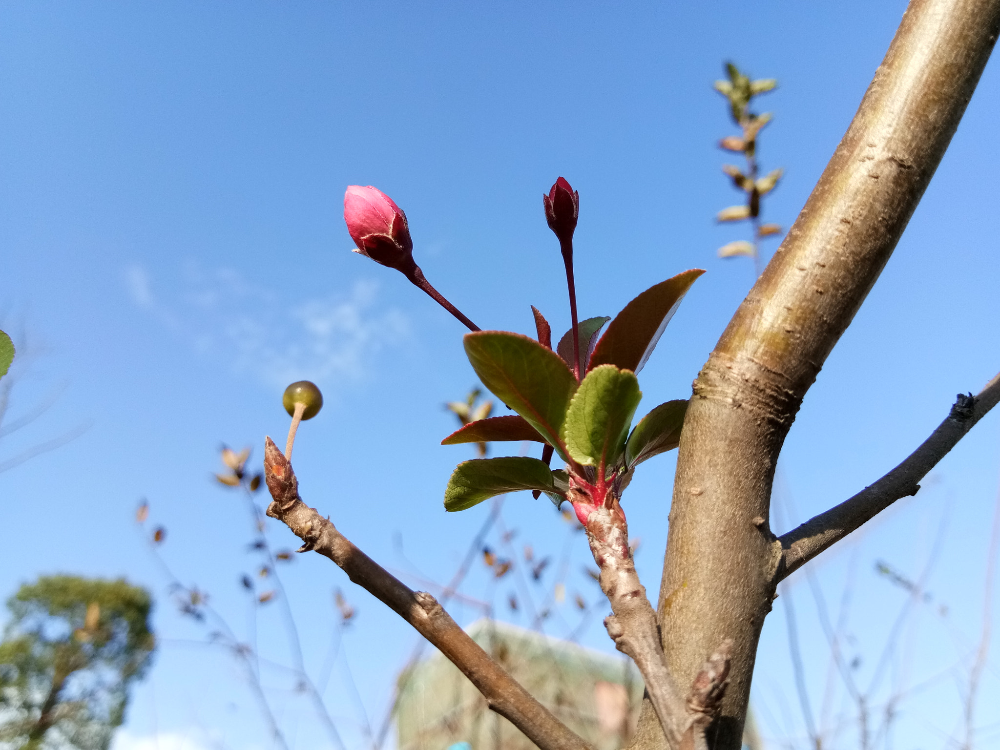 vivo Y67A sample photo