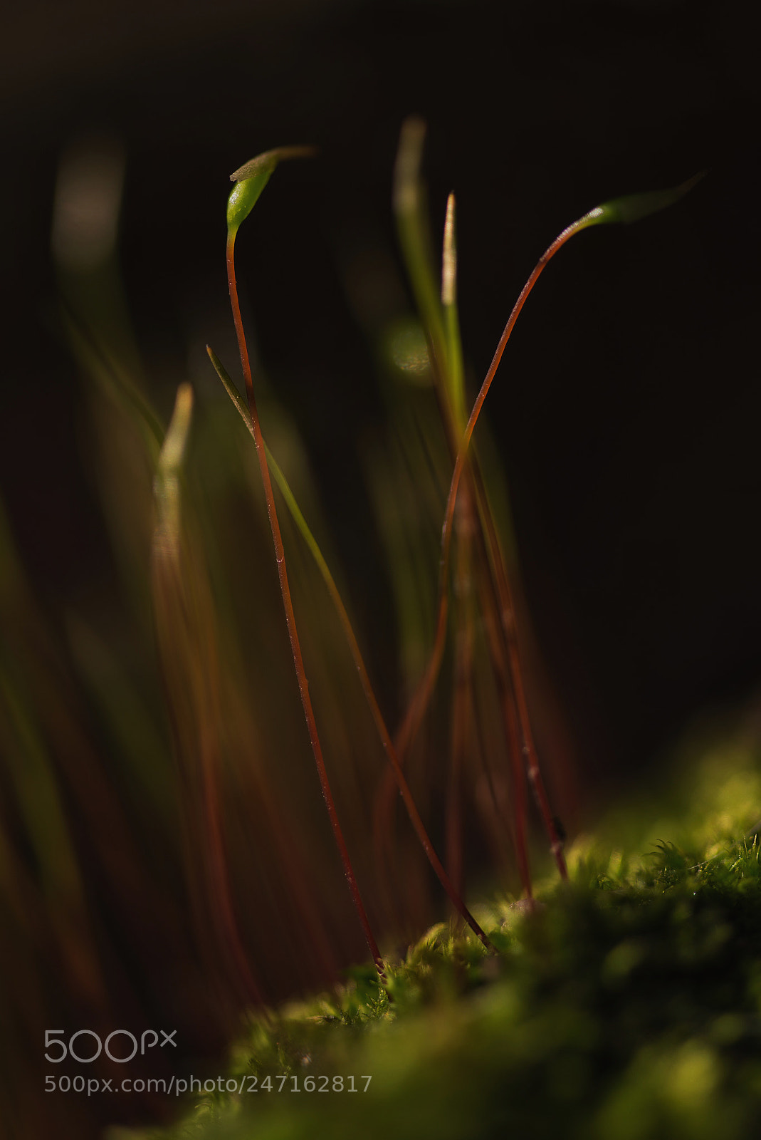 Nikon D810 sample photo. Bryophyte photography