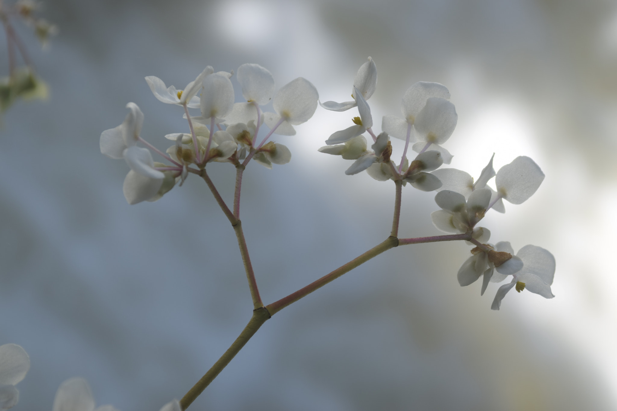 AF Zoom-Nikkor 28-85mm f/3.5-4.5 sample photo. Begonia photography