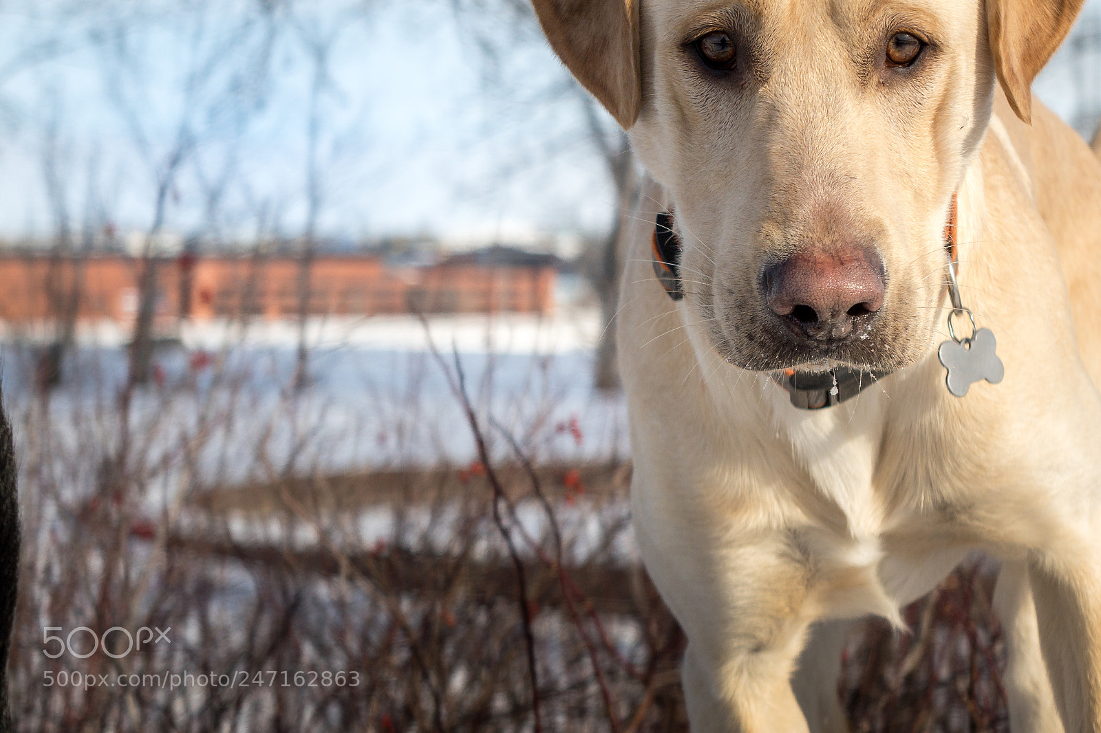 Sony Cyber-shot DSC-RX10 sample photo. Yellow lab photography