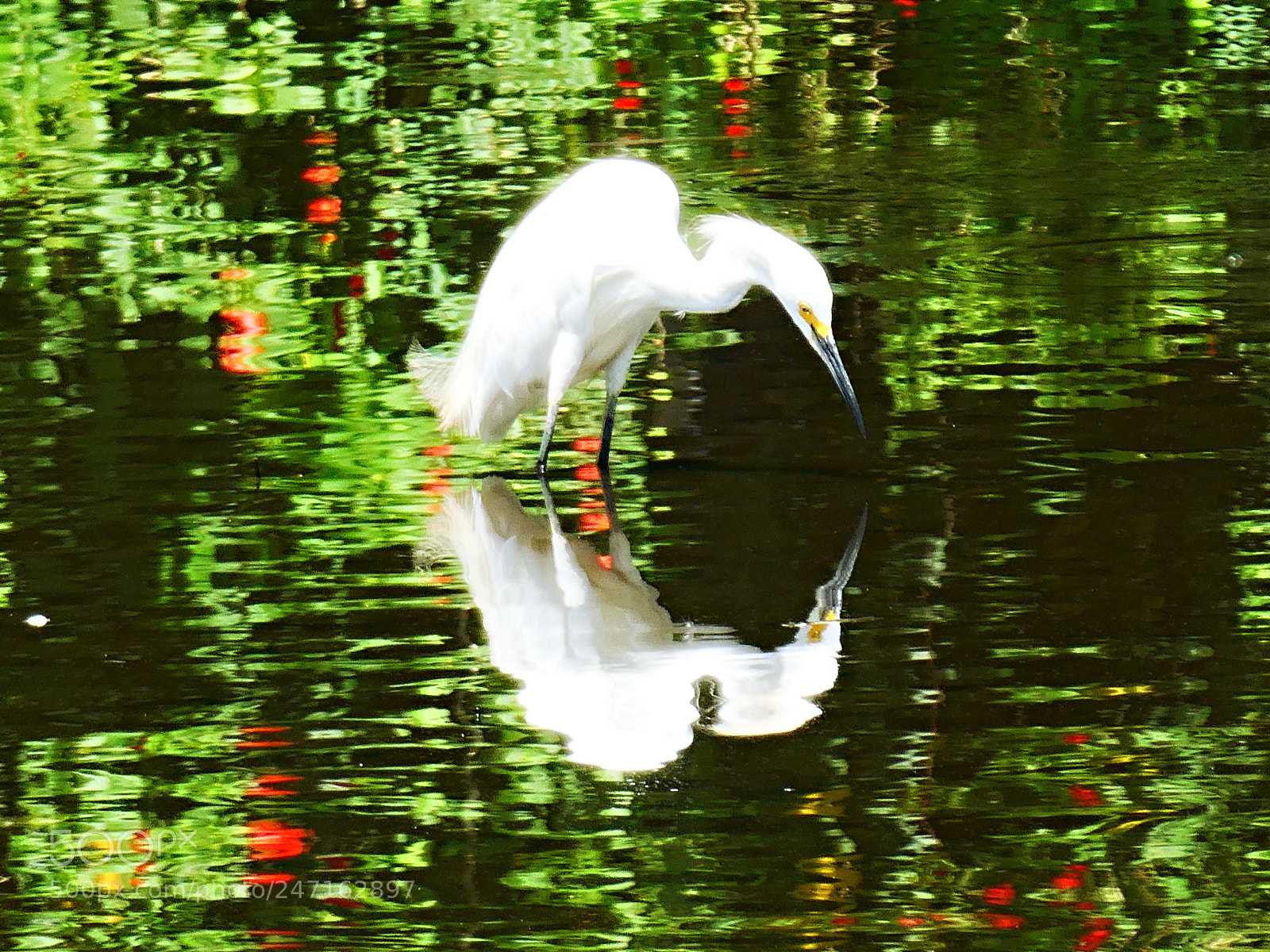 Panasonic Lumix DC-ZS70 (Lumix DC-TZ90) sample photo. Carpe diem photography
