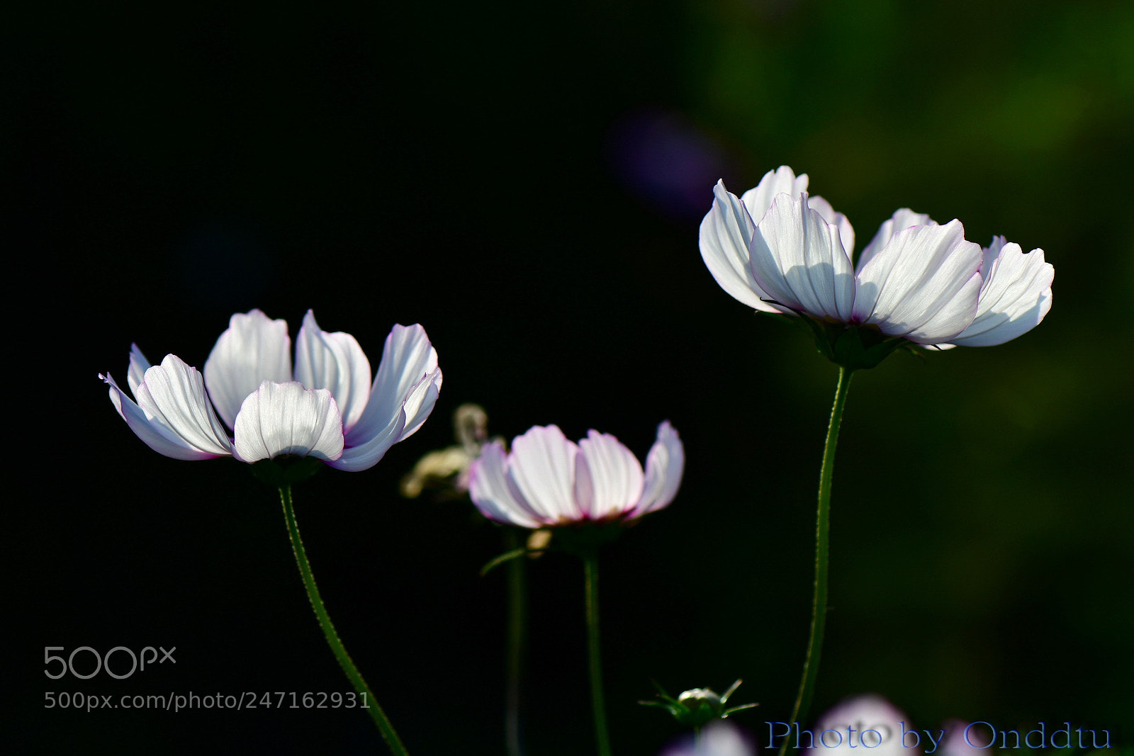 Nikon D500 sample photo. Untitled photography