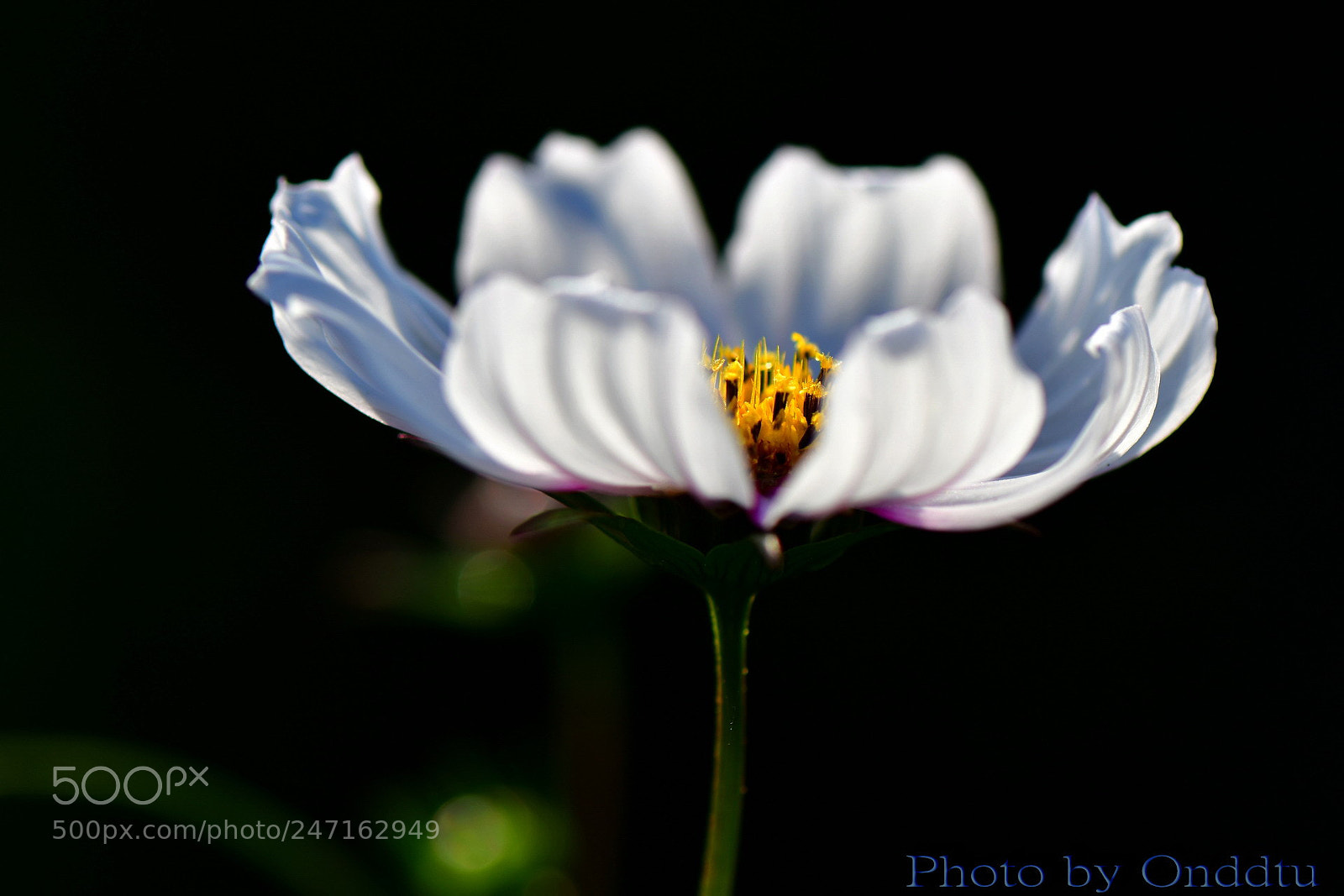 Nikon D500 sample photo. Untitled photography