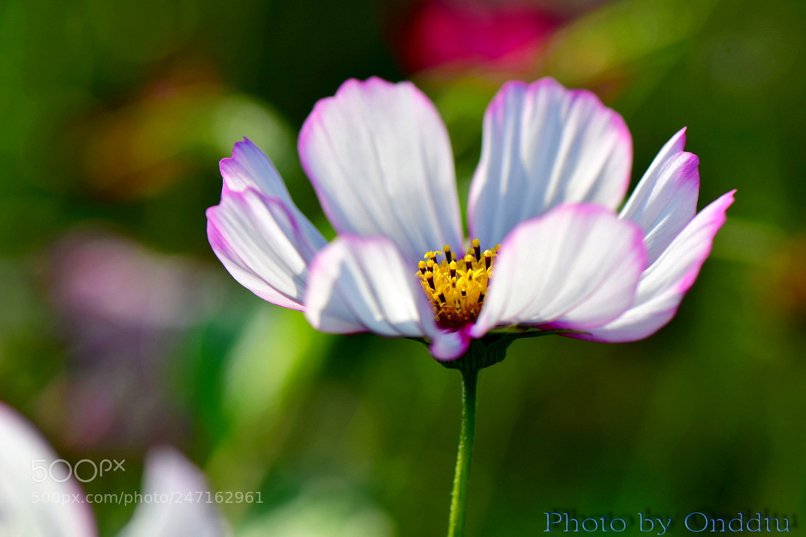 Nikon D500 sample photo. Untitled photography
